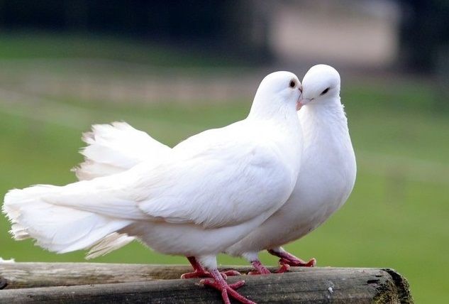 what does the bird dove symbolize what does the bird dove symbolize