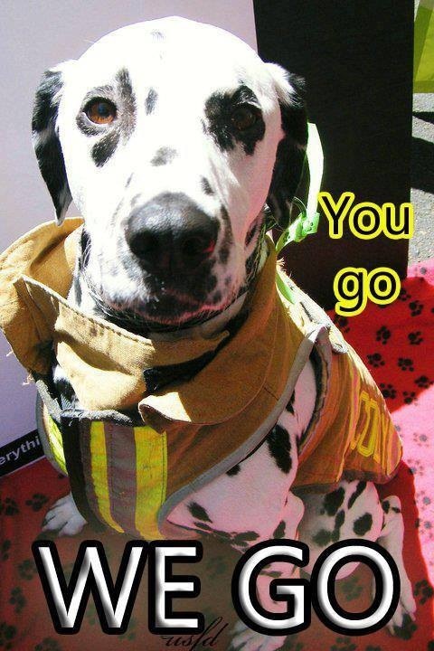 Canines in a firehouse