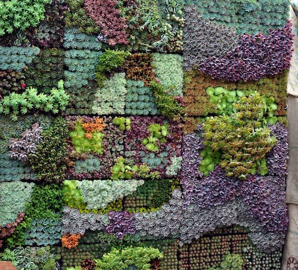 Succulent Wall Art best 25+ succulent wall planter ideas on pinterest | succulent Succulent Wall Art best 25+ succulent wall planter ideas on pinterest | succulent