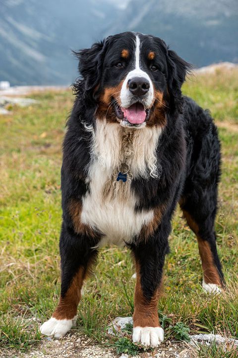The Best Dog Breeds For Families With Kids Best Dog Breeds Best