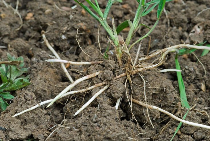 Unkraut Bekämpfen Im Garten Quecke erfolgreich bekämpfen | Unkraut im garten, Kartoffeln pflanzen