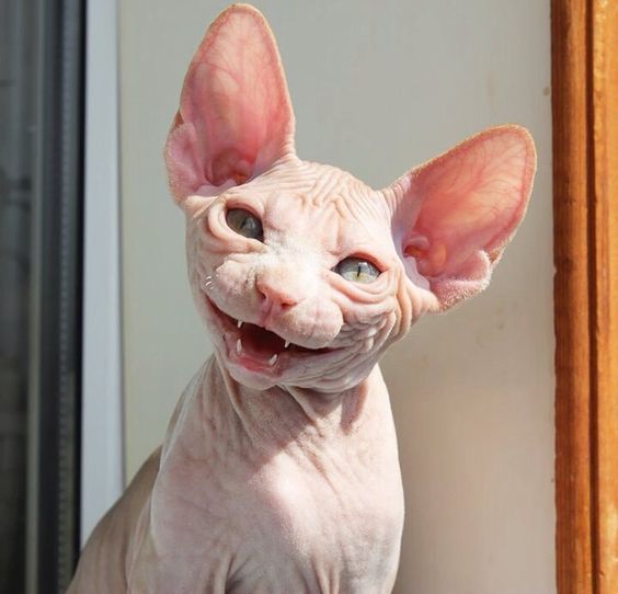 a hairless cat with big ears looking at the camera while standing in front of a mirror