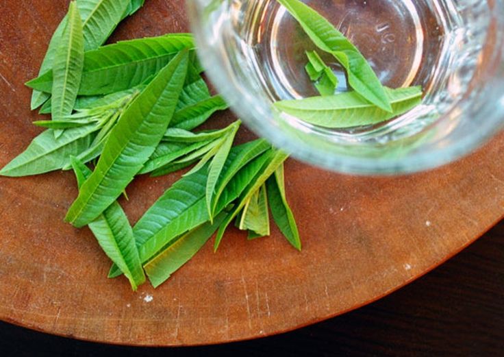 Lemon verbena herb recipes for fish stock Lemon verbena herb recipes for fish stock