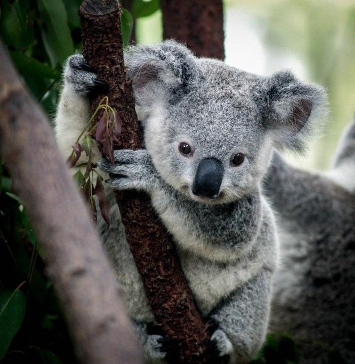 Les meilleures photos et vidéos de bébé koala! Archzine