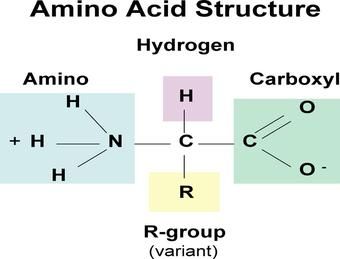 What Are The Monomer Building Blocks Of Proteins Called What Are The Monomer Building Blocks Of Proteins Called