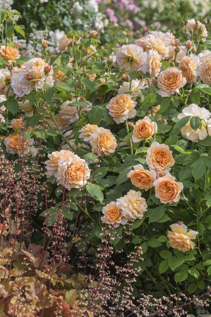 Roses in mixed borders - Gallery | Heuchera, Shrub roses ...