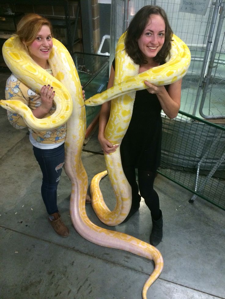 stripper short adult burmese python