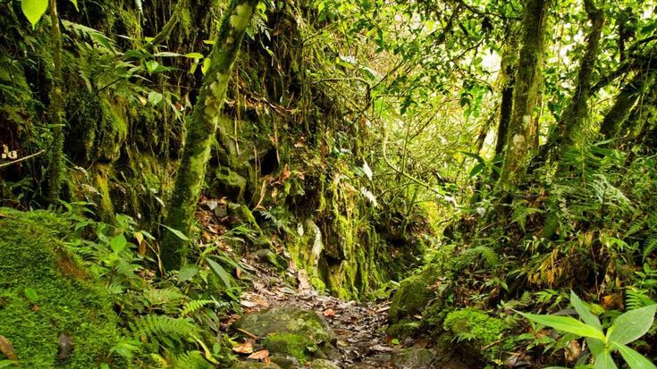 Best 25 Forest Habitat Ideas On Pinterest Forest Themes Rain Forest Diorama And Animal Habitats