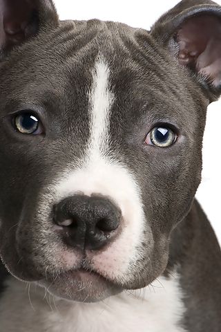 Hog Dogs That Make Terrible Pets Hog Dogs That Make Terrible Pets