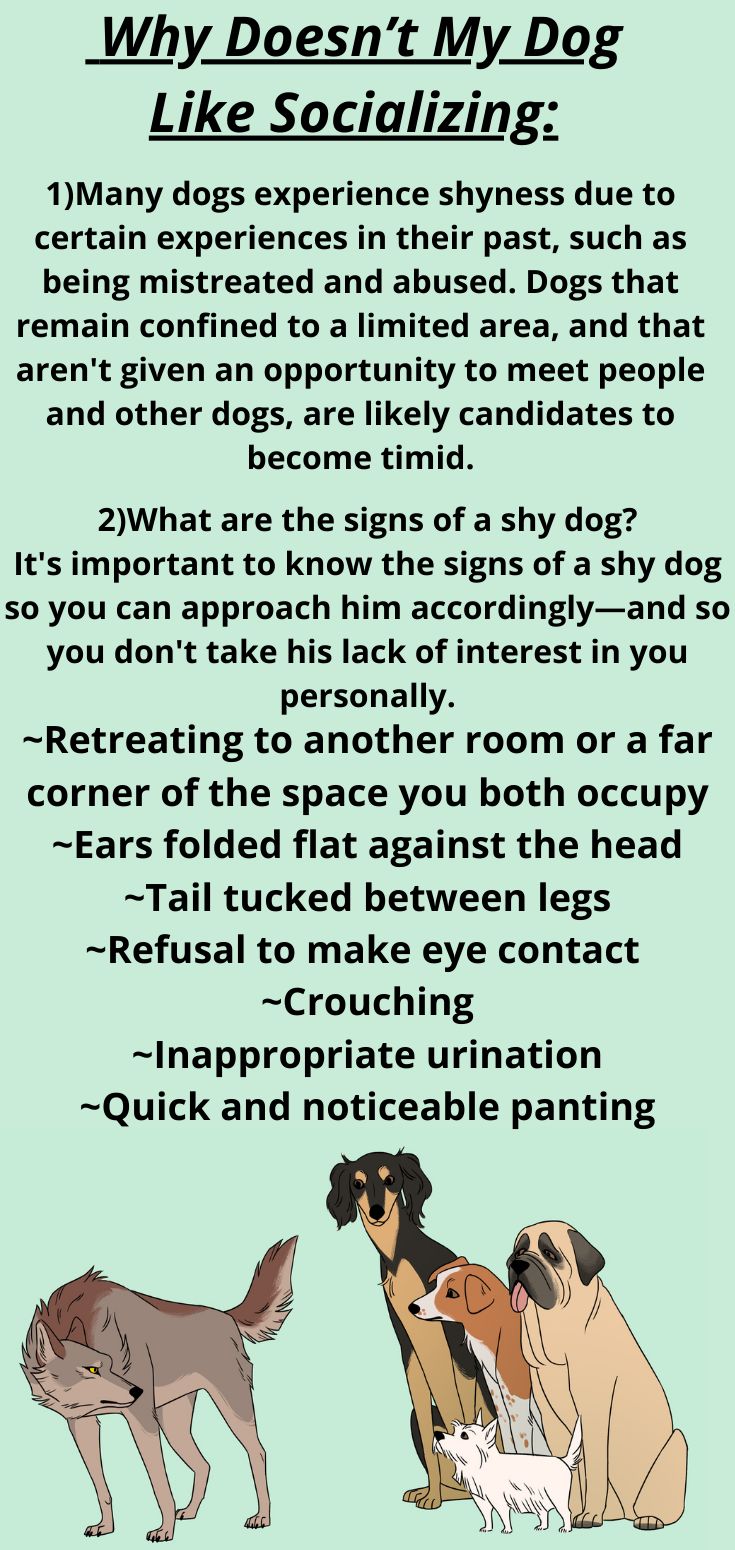 Why Doesn t My Dog Like Socializing Dog Facts Interesting Dog Facts why-doesn-t-my-dog-like-socializing-dog-facts-interesting-dog-facts