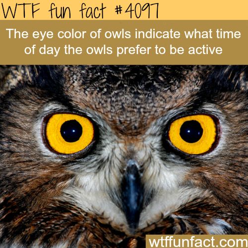 information on owl