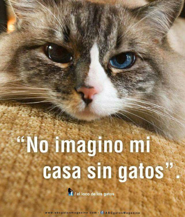 87 best frases de gatos images on Pinterest | Frases, Cats and Cat Type 1, Cat Quotes, Facebook, Cat Facts, Magazine Photos, Pride, Cats, Frases, Quotes About Cats. Find this Pin and more on frases de gatos ...