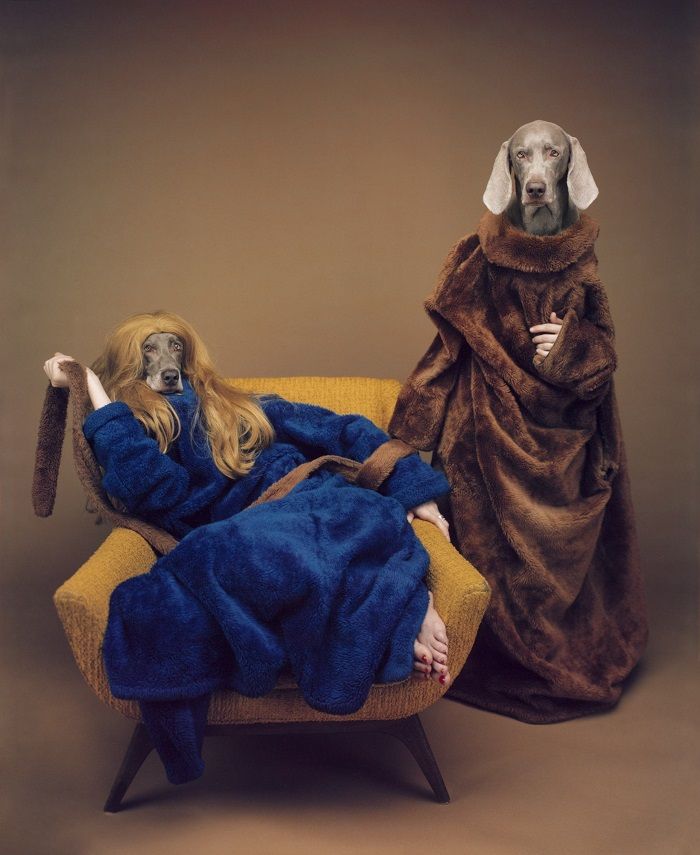 William Wegman Artistic Dog Photography William Wegman Dog william-wegman-artistic-dog-photography-william-wegman-dog