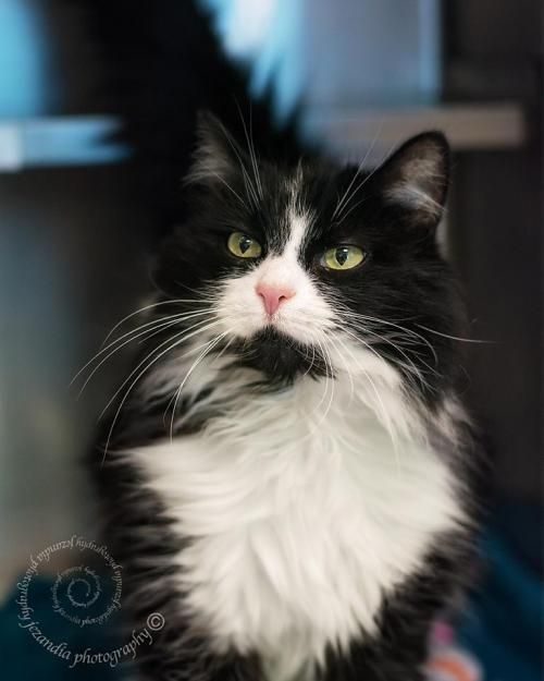 Awasome Domestic Long Hair Cat Black And White Near Me