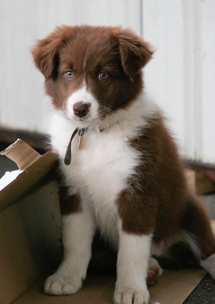 aussie border collie puppies best 25 aussie puppies ideas on australian shepherd puppies mini aussie aussie border collie puppies best 25 aussie puppies ideas on australian shepherd puppies mini aussie