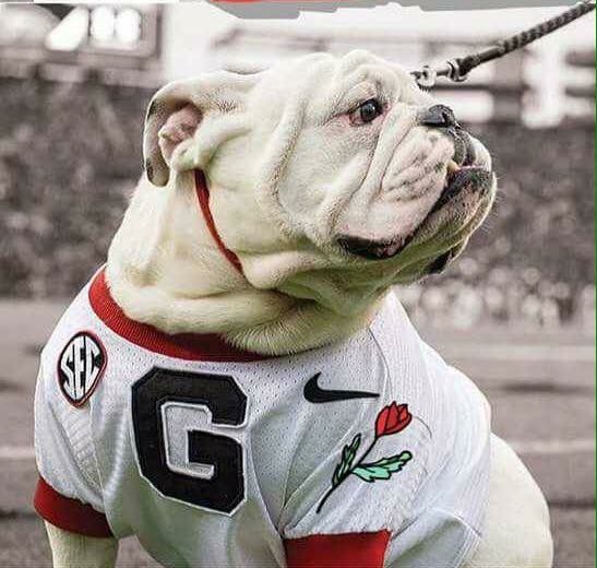 Pin By Freda Bone On Georgia Dawgs Georgia Dawgs Bulldog Mascot