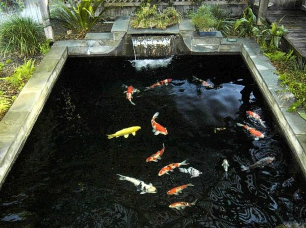 28 Concept Bassin A Poissons Pour La Beaute De Votre Maison Bassin A Poisson Bassin Poisson Exterieur Et Aquaponie