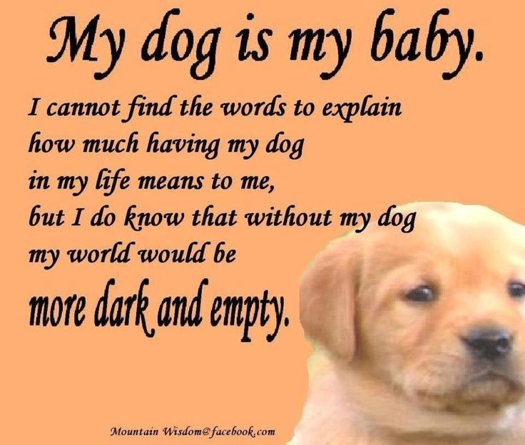 I Love My Dog Quotes Delectable Best 25 Puppy Love Quotes Ideas On Pinterest Puppy Quotes I Love My Dog Quotes Delectable Best 25 Puppy Love Quotes Ideas On Pinterest Puppy Quotes