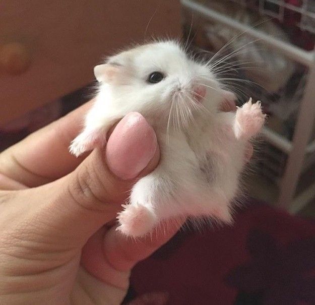 16 Tiny Fluffs That Will Warm Even The Coldest Heart Cute Hamsters Cute Little Animals Cute Animals 16 Tiny Fluffs That Will Warm Even The Coldest Heart Cute Hamsters Cute Little Animals Cute Animals
