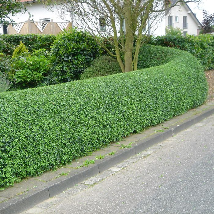 common privet hedge, I SO want an English garden. Too bad I live in