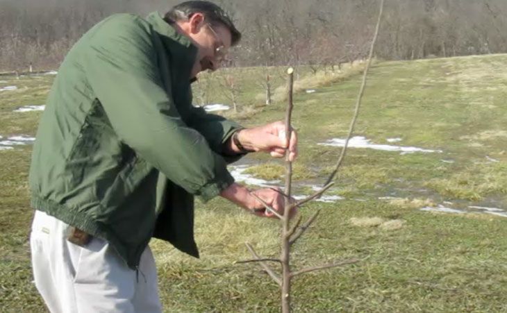 When to plant bare root apple trees