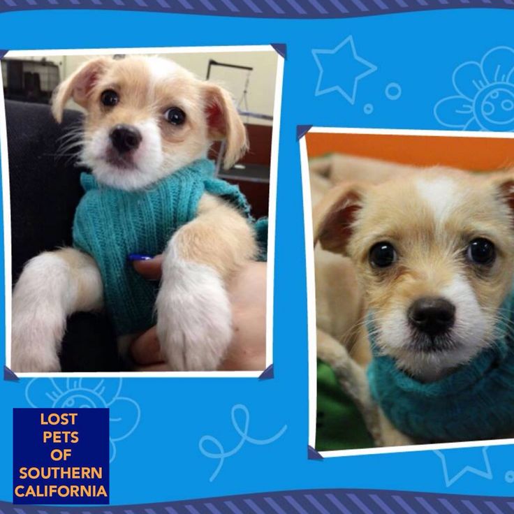 Dog Rescue Torrance Ca Dog Rescue Torrance Ca