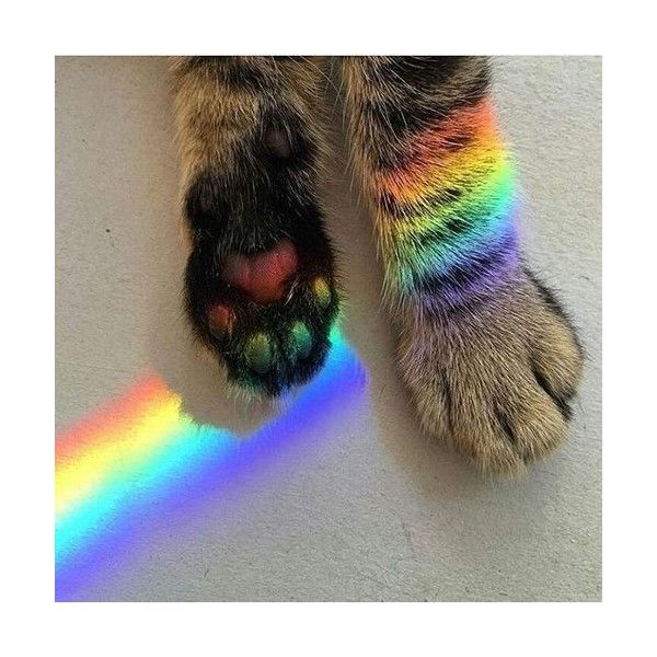 Single frauen und katzen