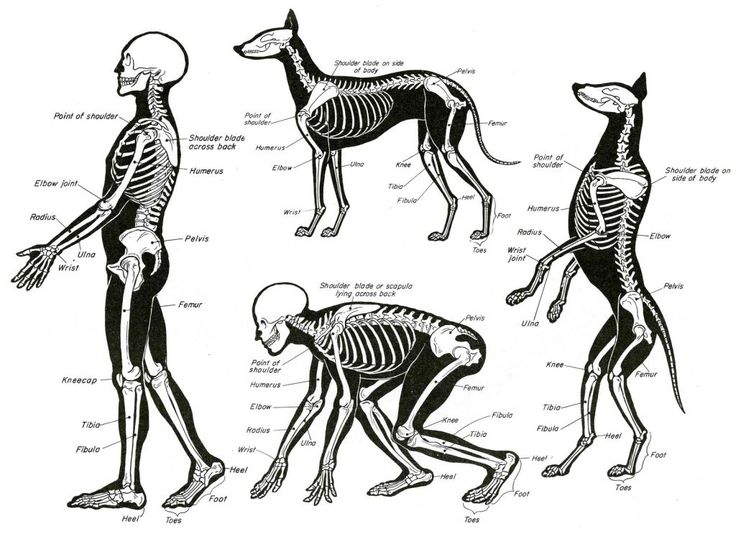 comparative anatomy