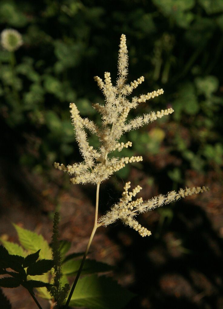 ✔️11++ Perennial flowers native to oregon - information Popular 1 df524c8ef61d49688f8c827de99fe663
