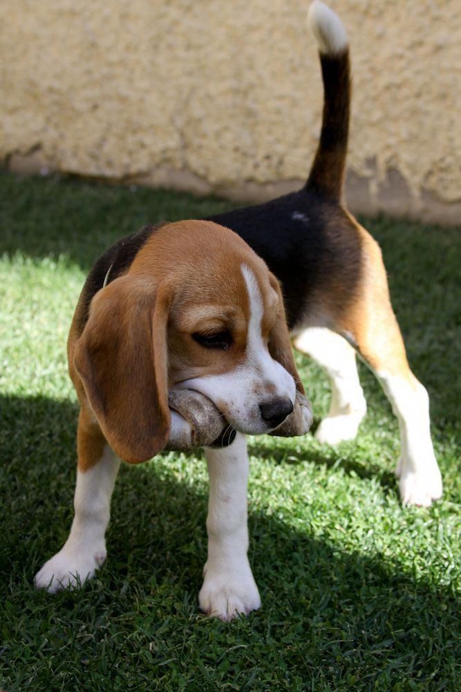 Dog Training Tips Dogtrainingtips Beagle Puppy Cute Beagles
