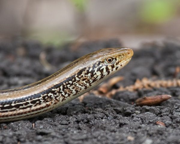 Eastern Glass Lizard For Sale Eastern Glass Lizard For Sale