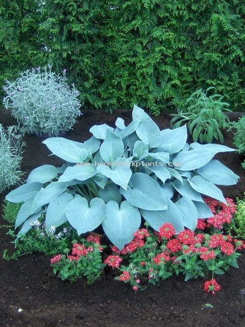 59 best Garten Pflanzen images on Pinterest Backyard ideas, Decks - gartenbeet steine anlegen 59 best Garten Pflanzen images on Pinterest Backyard ideas, Decks - gartenbeet steine anlegen