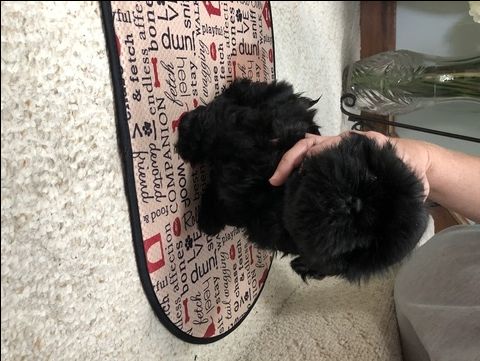 puppies for sale myrtle sc best 25 shih tzu for sale ideas on puppies for sale teacup shih tzu puppies for sale myrtle sc best 25 shih tzu for sale ideas on puppies for sale teacup shih tzu