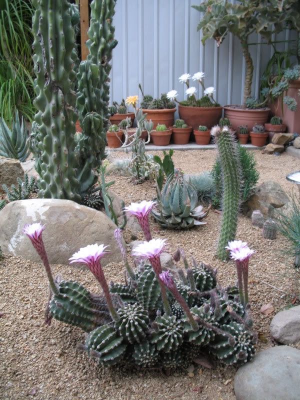 Cactus Gardens Cactus Gardens