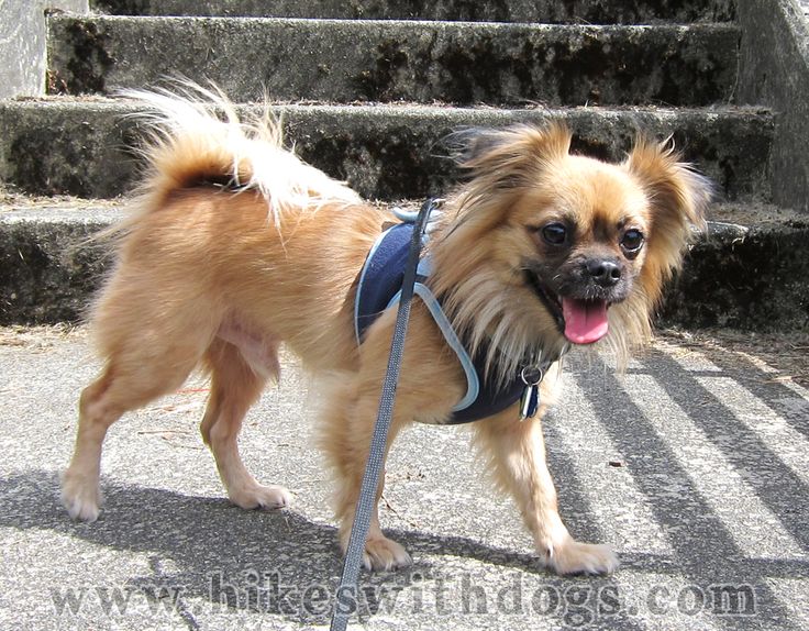 pug and pekingese mix puppies 52 best mountain images on animals big cats and animal kingdom pug and pekingese mix puppies 52 best mountain images on animals big cats and animal kingdom