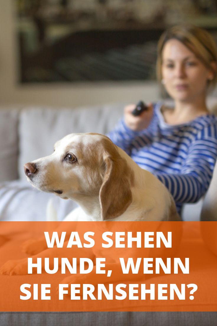 Können Hunde Fernsehen Können Hunde Fernsehen