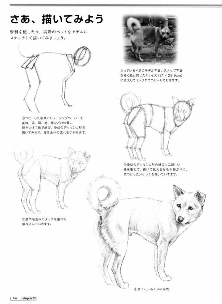 人人网 浏览相册 各种动物绘画技法 Animal Drawings Drawing Tips Drawing Tutorial 人人网 浏览相册 各种动物绘画技法 Animal Drawings Drawing Tips Drawing Tutorial