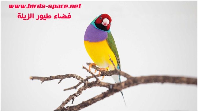 فاش القصبات الهوائية Birds Parrot