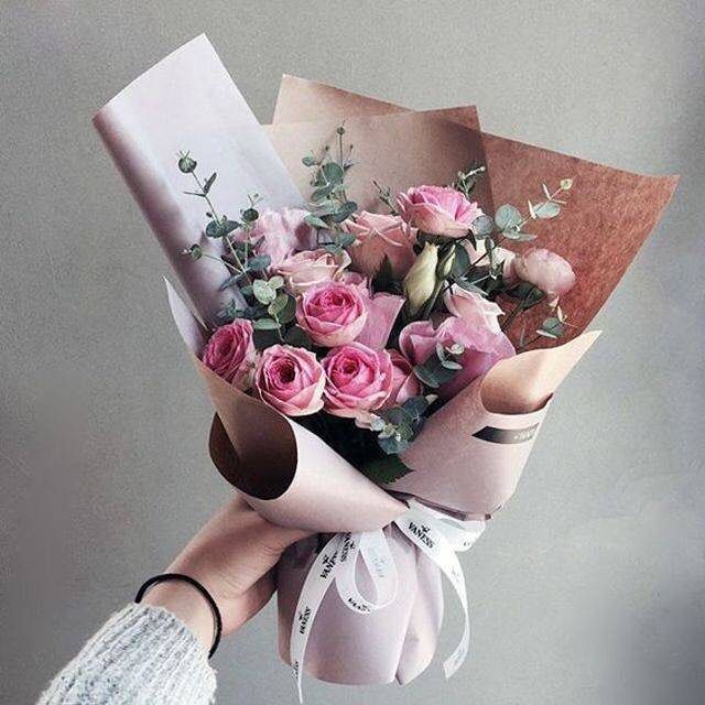 اكسبلور تصويري ورد وردي Rose Plants Flowers
