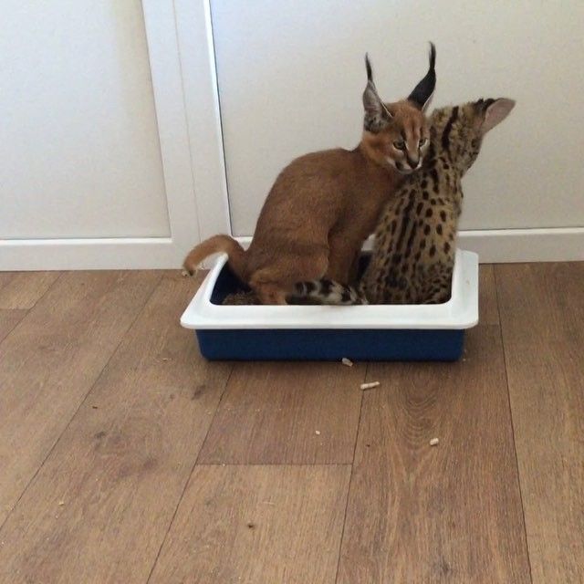 もはやネコ動画のゲシュタルト崩壊 子猫 猫 ネコ もはやネコ動画のゲシュタルト崩壊 子猫 猫 ネコ