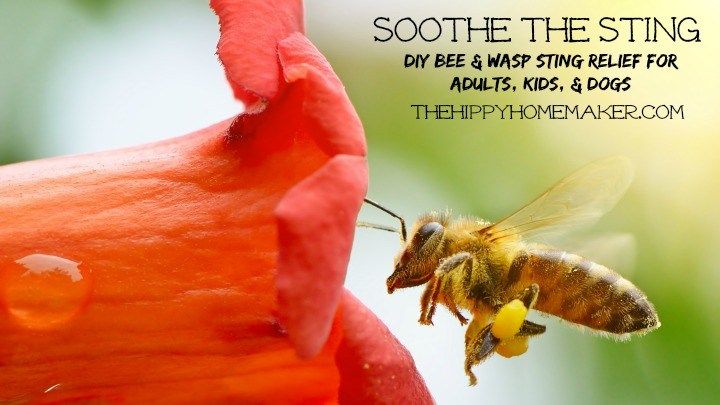 Natural Remedies For Bee Stings In Dogs Natural Remedies For Bee Stings In Dogs