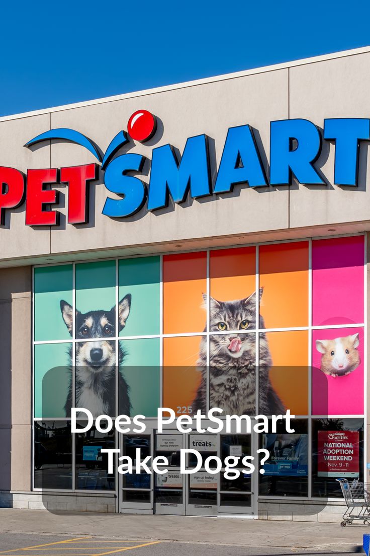 Does PetSmart Take Dogs Petsmart Dogs Pets does-petsmart-take-dogs-petsmart-dogs-pets
