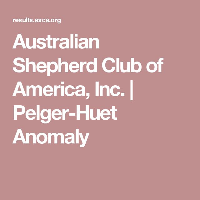 belgian sheepdog club of america national specialty 108 best australian shepherd images on pinterest australian belgian sheepdog club of america national specialty 108 best australian shepherd images on pinterest australian