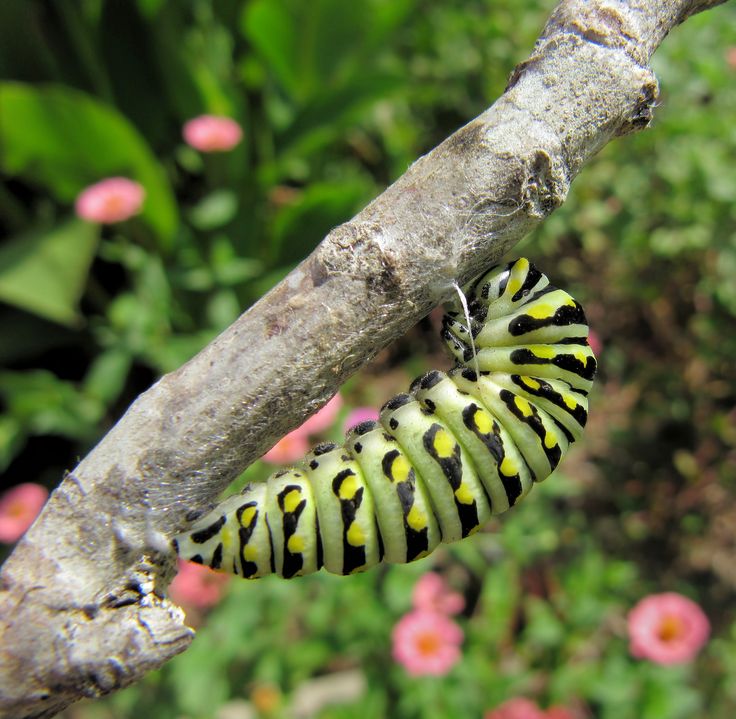 Black Swallowtail caterpillar attached to stick and
