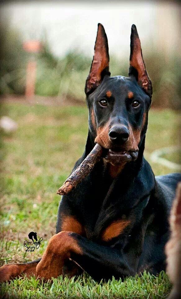 Dog Beds Doberman Dog Beds Doberman