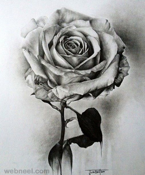 drawings of rose