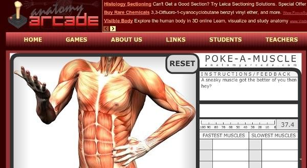 Kids can play fun anatomy games for free! | Fun anatomy; Fun science