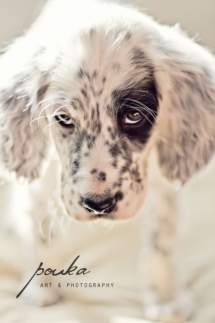 English Setter Male Dog Names | best 25 setter puppies ideas on pinterest english English Setter Male Dog Names | best 25 setter puppies ideas on pinterest english