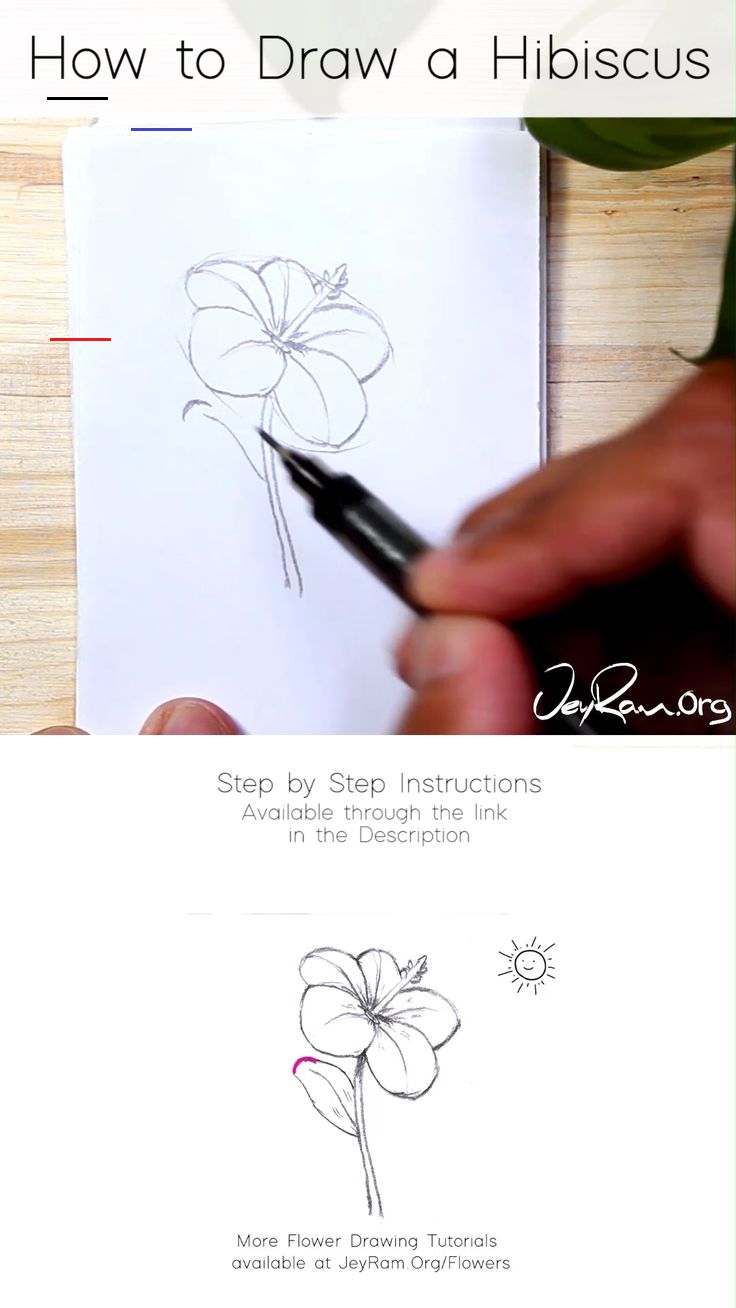 pics Hibiscus Flower Drawing Step By Step pinterest