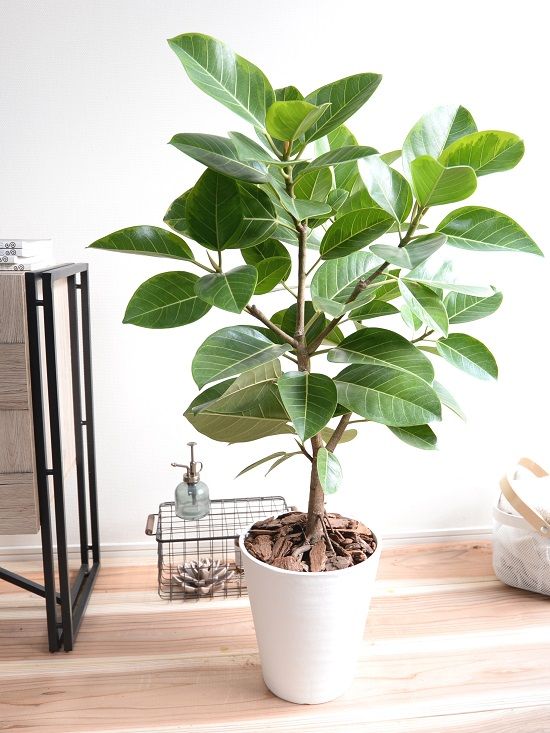 9 Ficus Ideas Ficus Indoor Plants House Plants